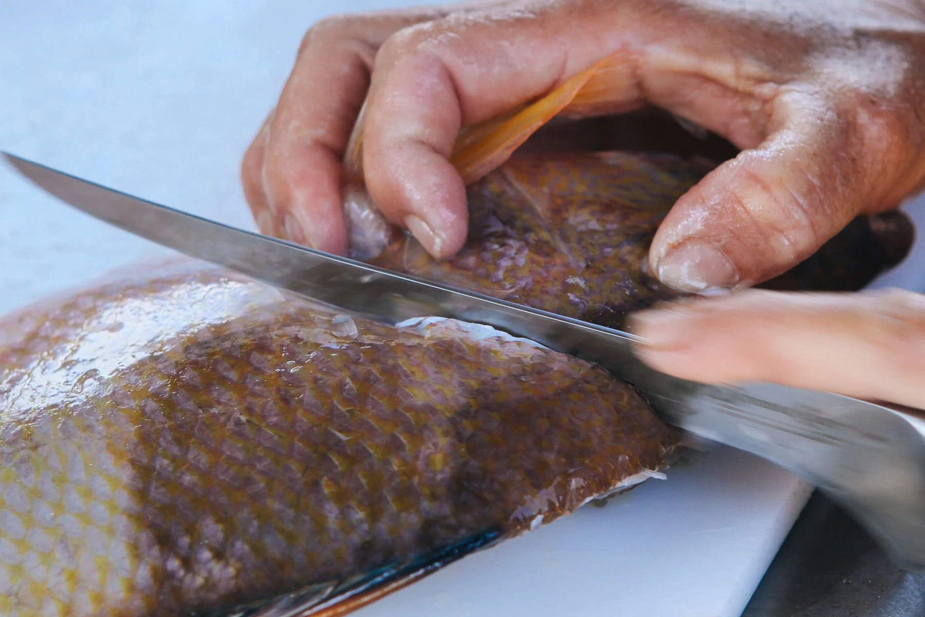  Eating on the island has many sides – from back-alley sandwich huts, to tourist hotspots where the day’s cruises unload directly to the margarita bar. Most spots will happily cook whatever you pull out of the ocean. 