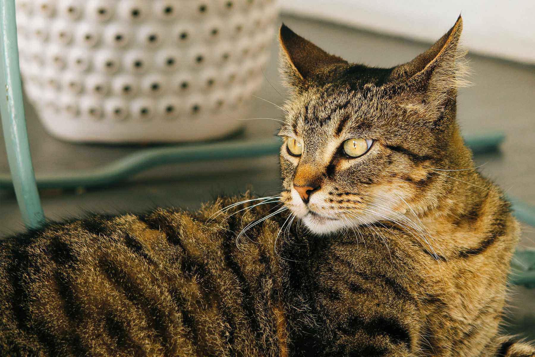  As the story goes, Hemingway was given a white, six-toed cat by a ship's captain  (making him a #catdad since long before it was a thing).&nbsp; Many of the cats on the house's grounds – and to an extent, some on the island – are descendants of that