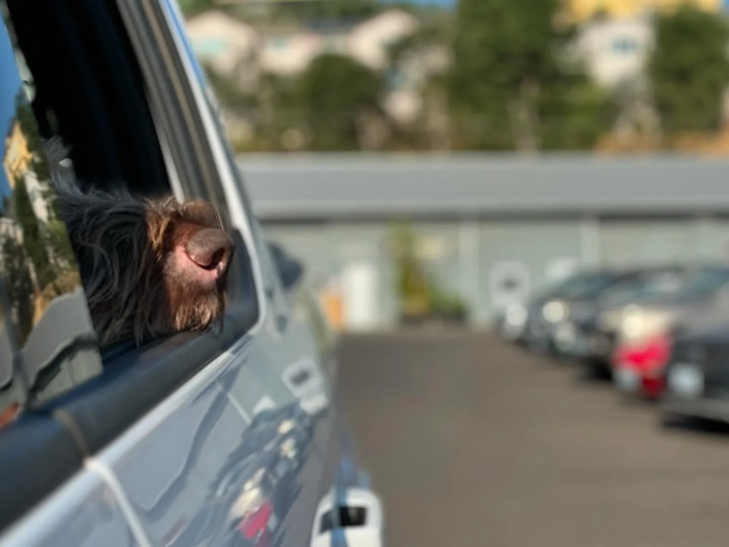 Errands with Hank.