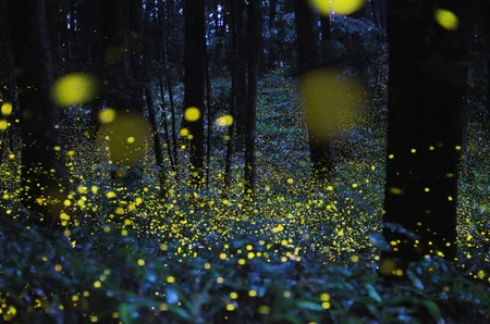 Dining by Fireflies