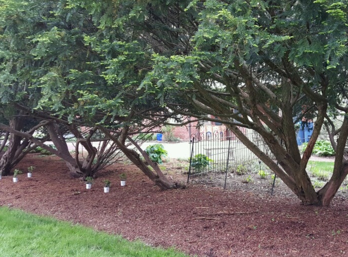  Garden before
