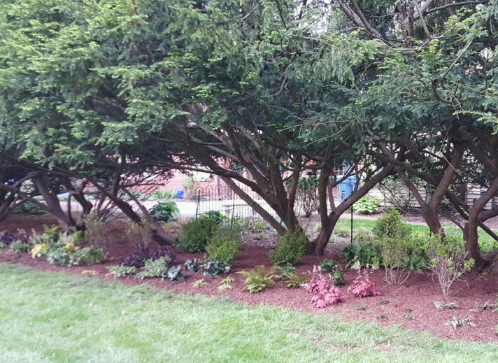 Garden after