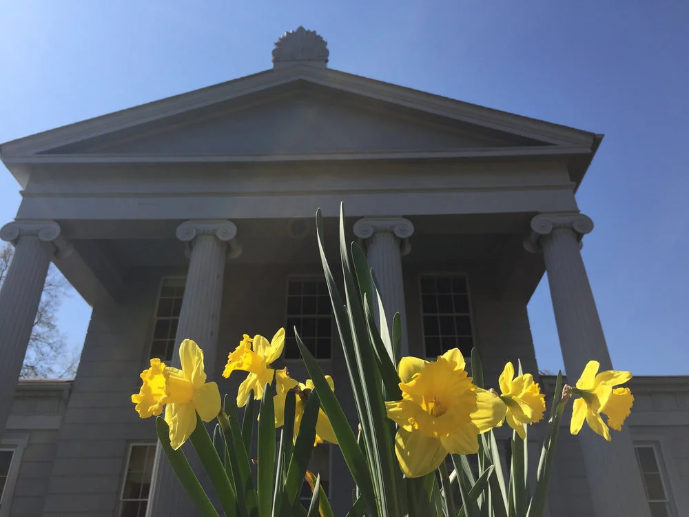 Celebrating Daffodils