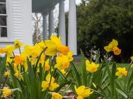 Chasing Daffodils