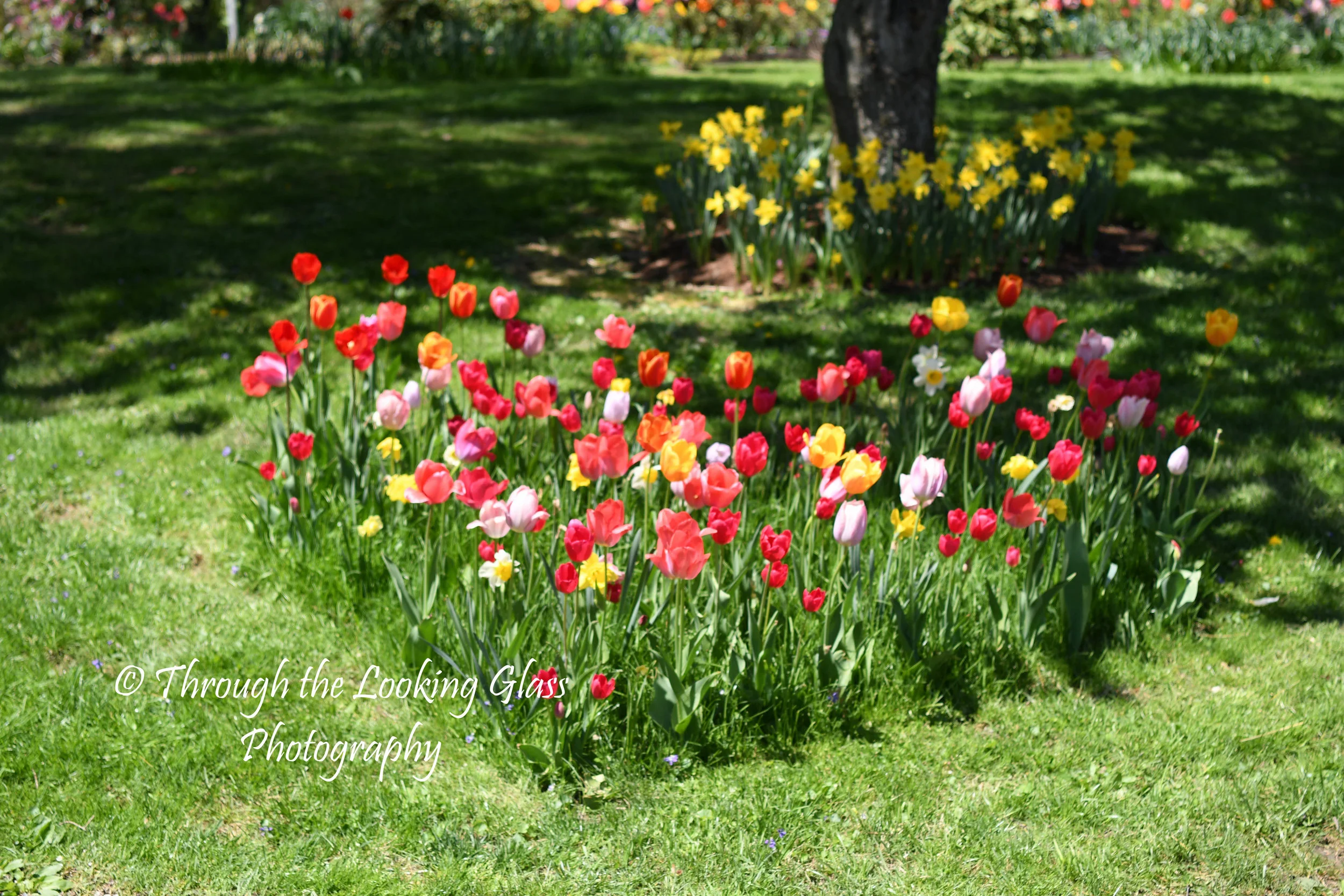 A Celebration of Spring!