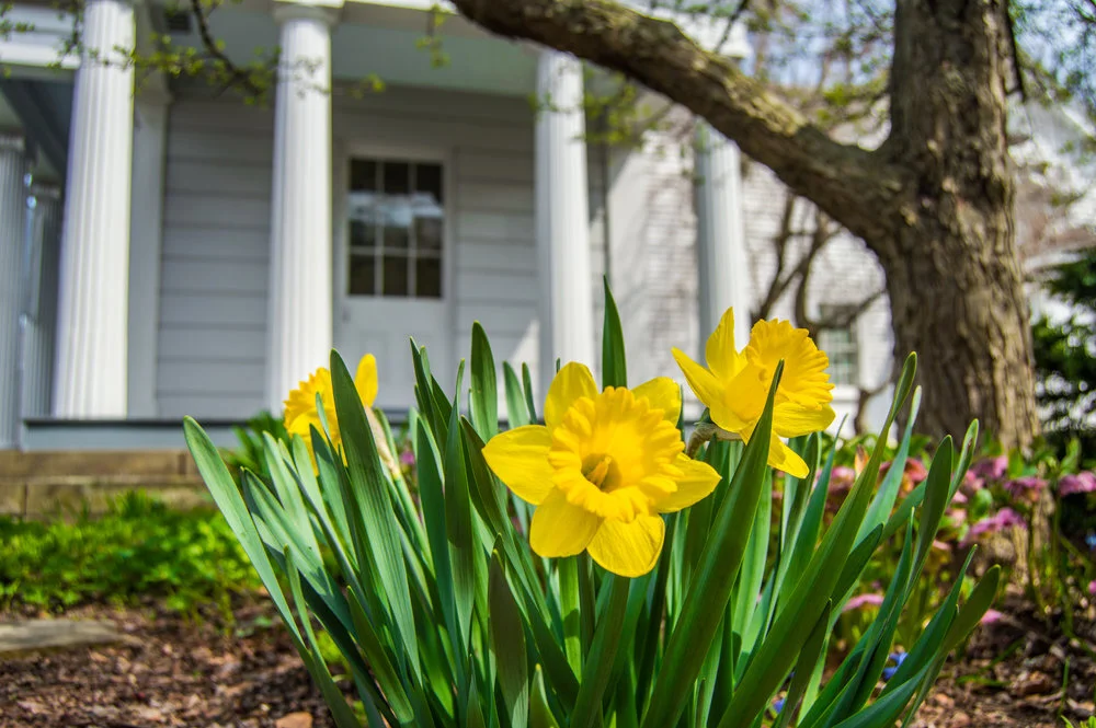 Celebrating Daffodils