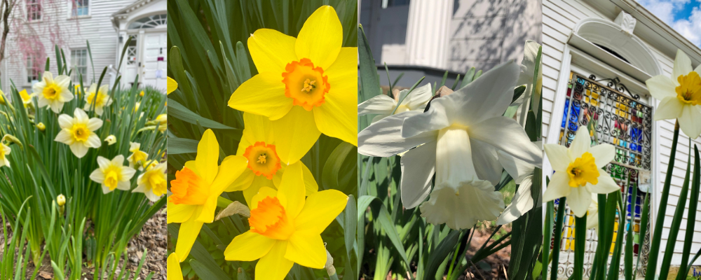 Celebrating Daffodils