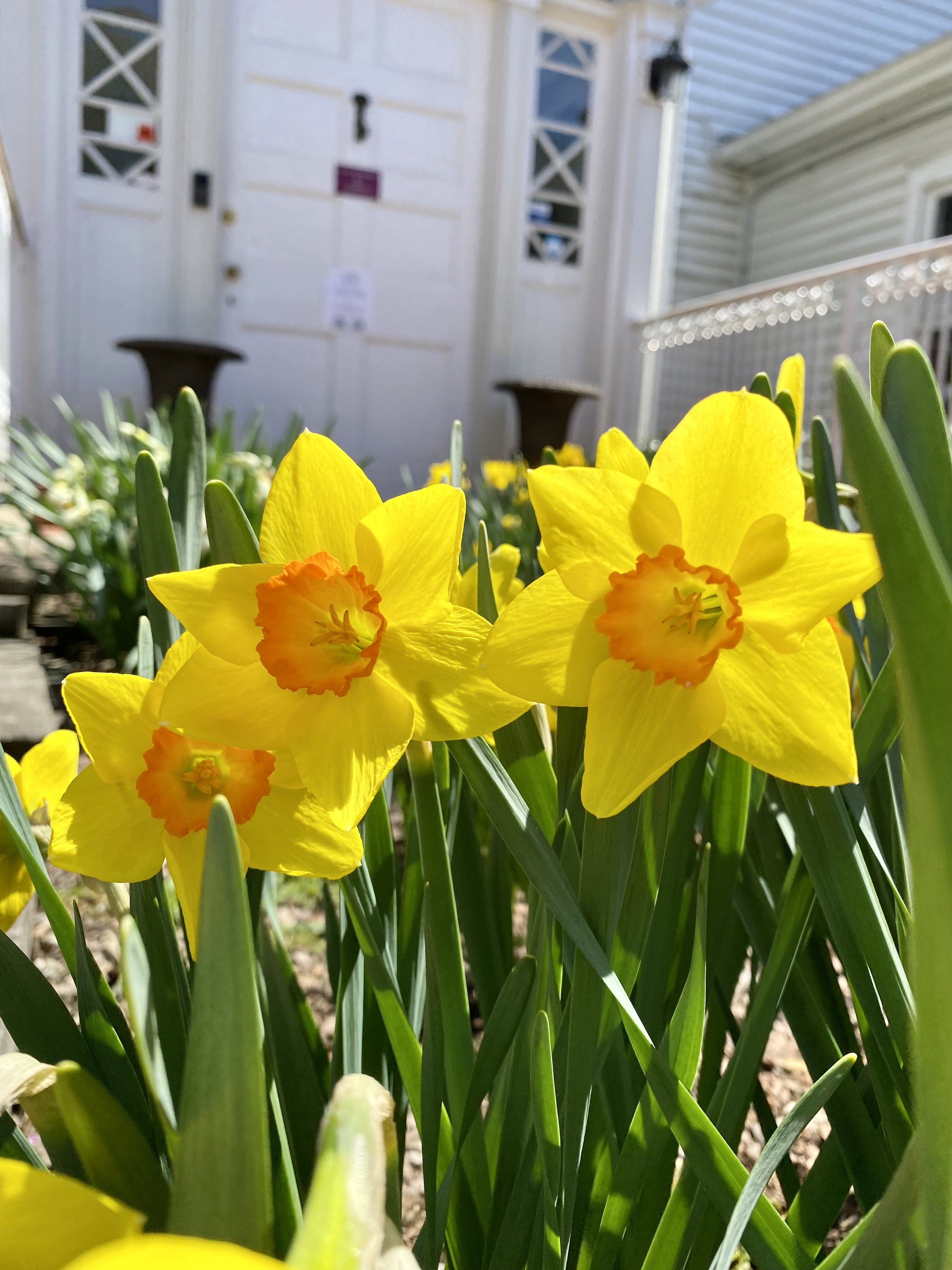 Daffodils &amp; Drinks Sponsorships