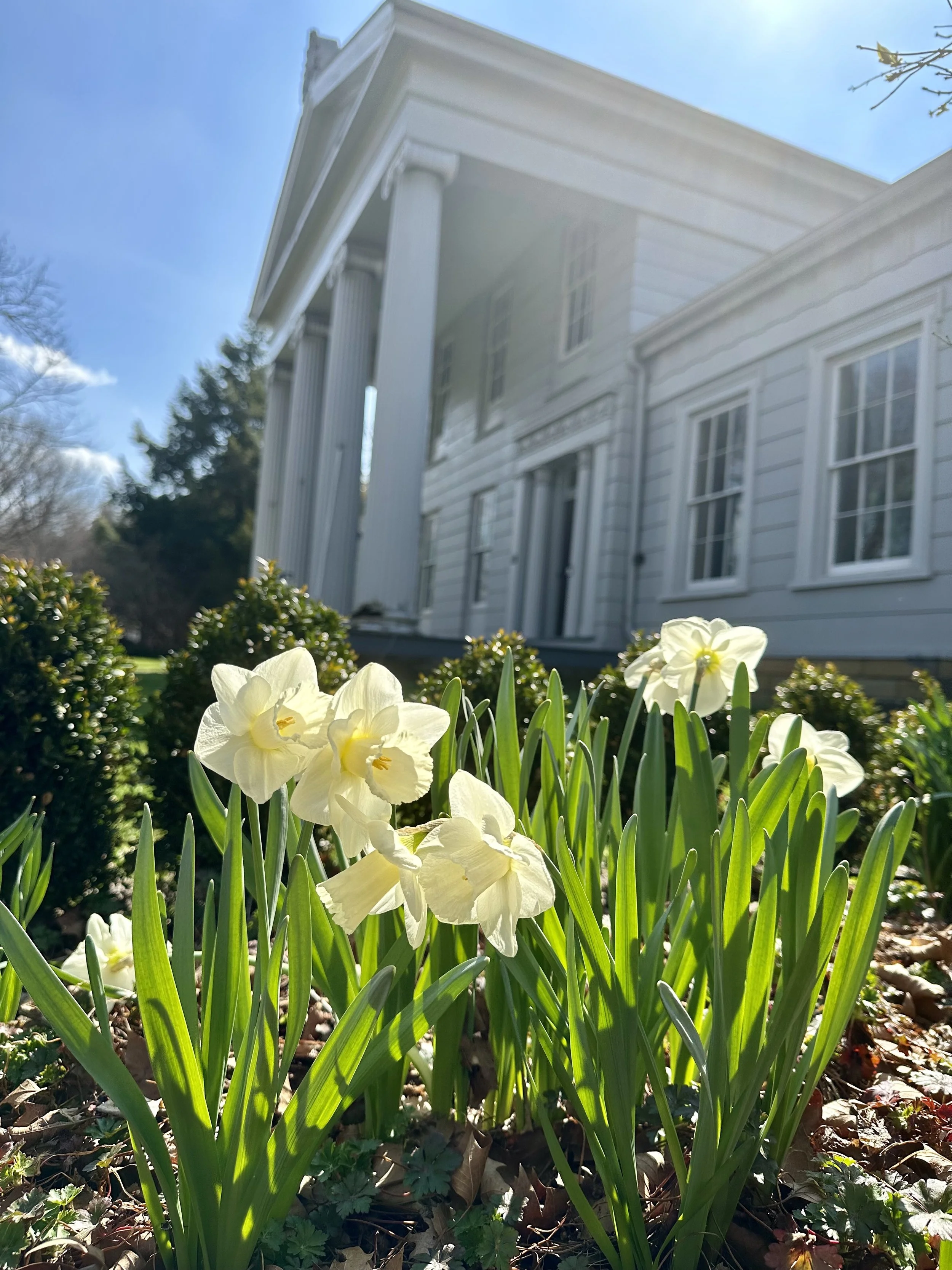 Tickets on sale now: Daffodils &amp; Drinks
