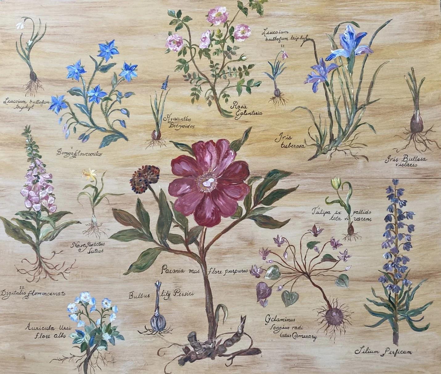 Wild Flower - Joanne Woodyard.jpeg