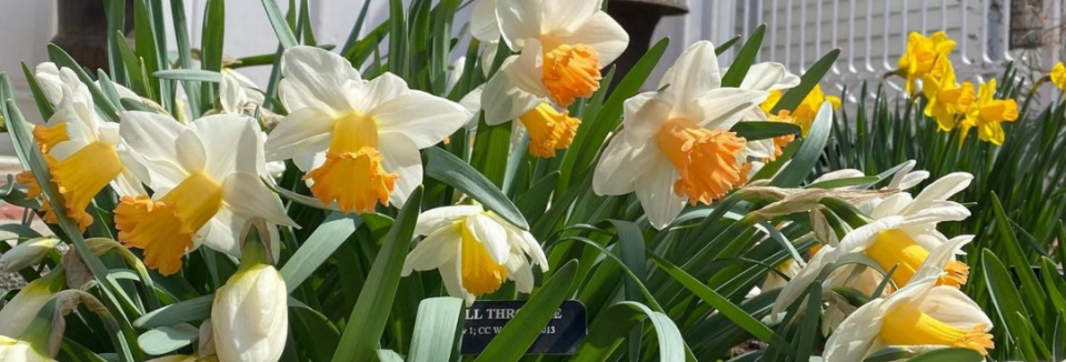 Daffodils &amp; Drinks