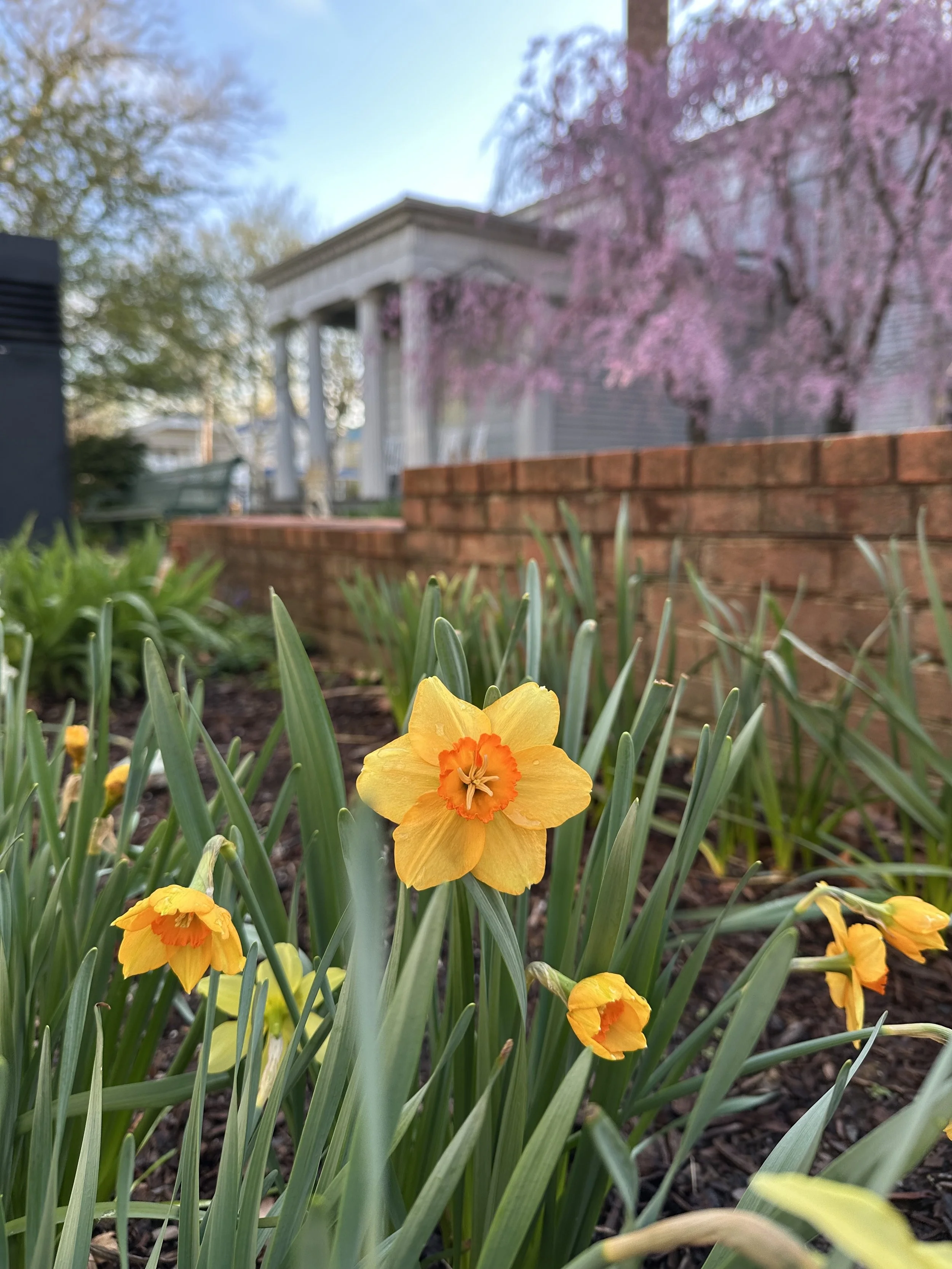 Rescheduled: Daffodils &amp; Drinks 