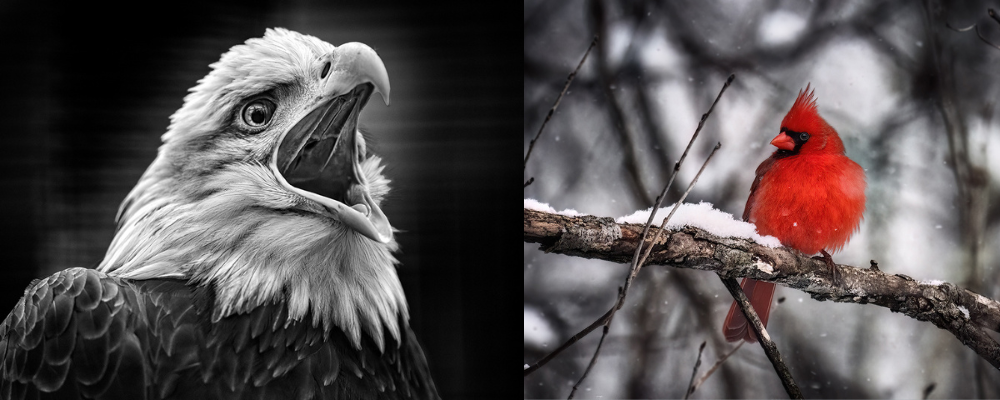 Reception - Ohio's Wild Grace: Photographs by Brandon Elijah Scott