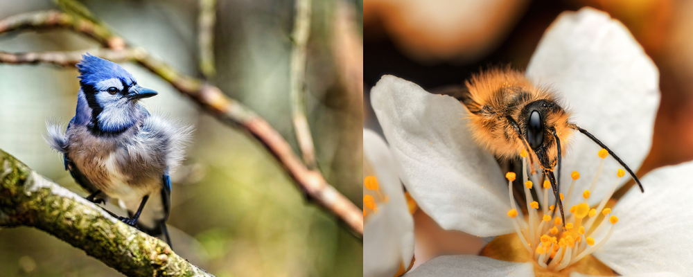 Ohio's Wild Grace: Photographs by Brandon Elijah Scott Public Viewing