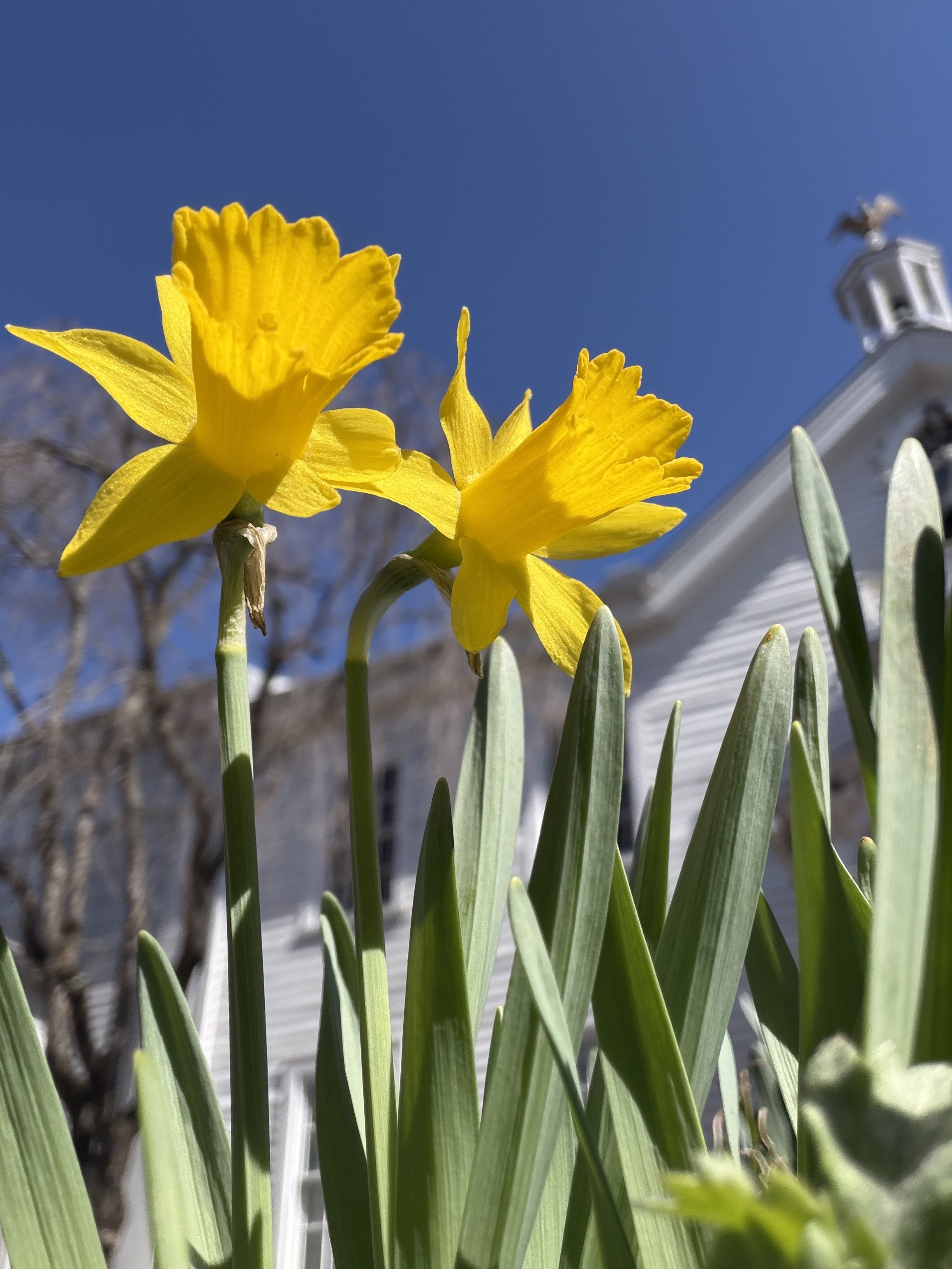 Victoria Woodhull daffodils blue sky 2026.jpg