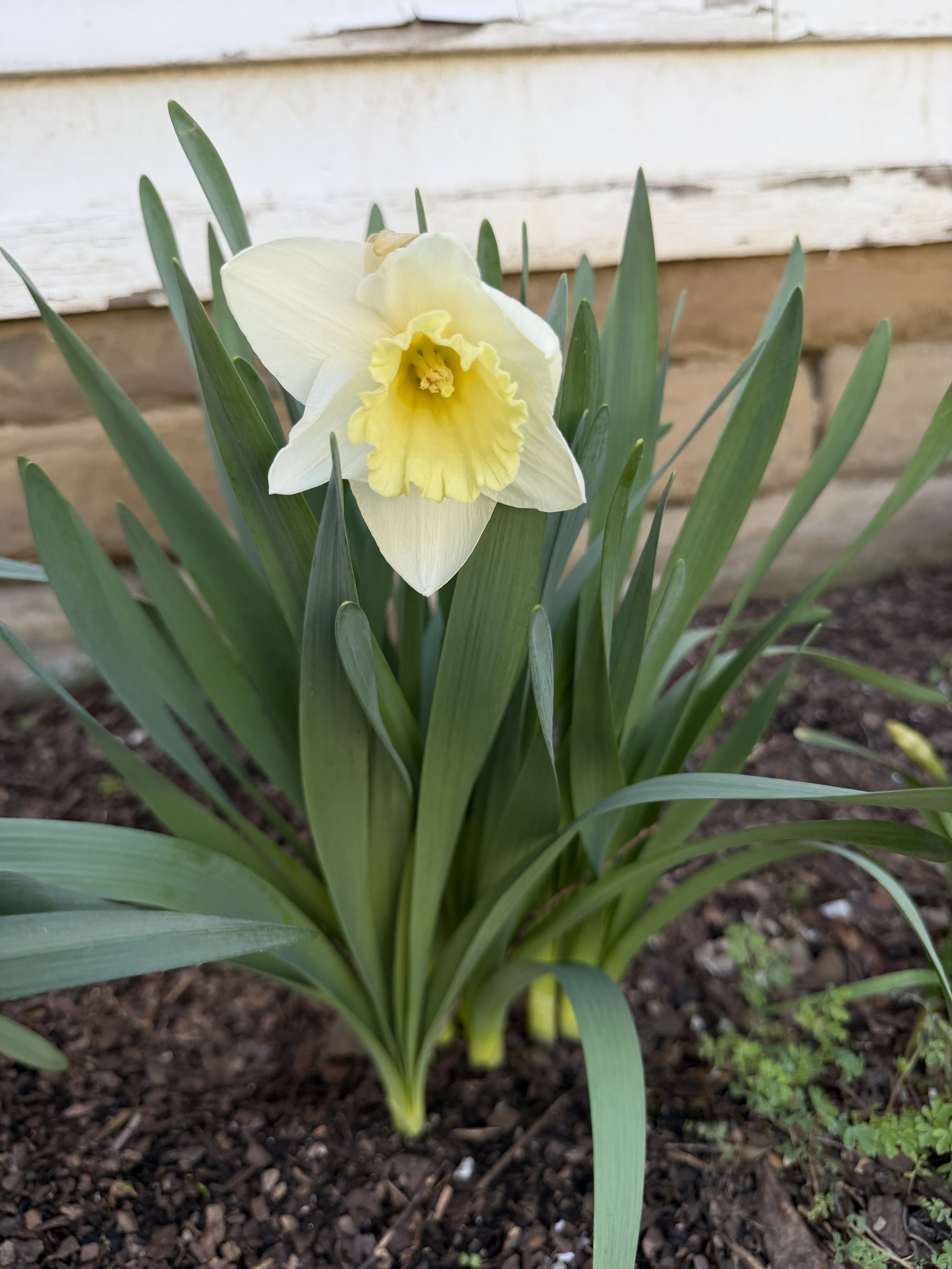 west garden bed white:yellow daffodil 2026.jpg