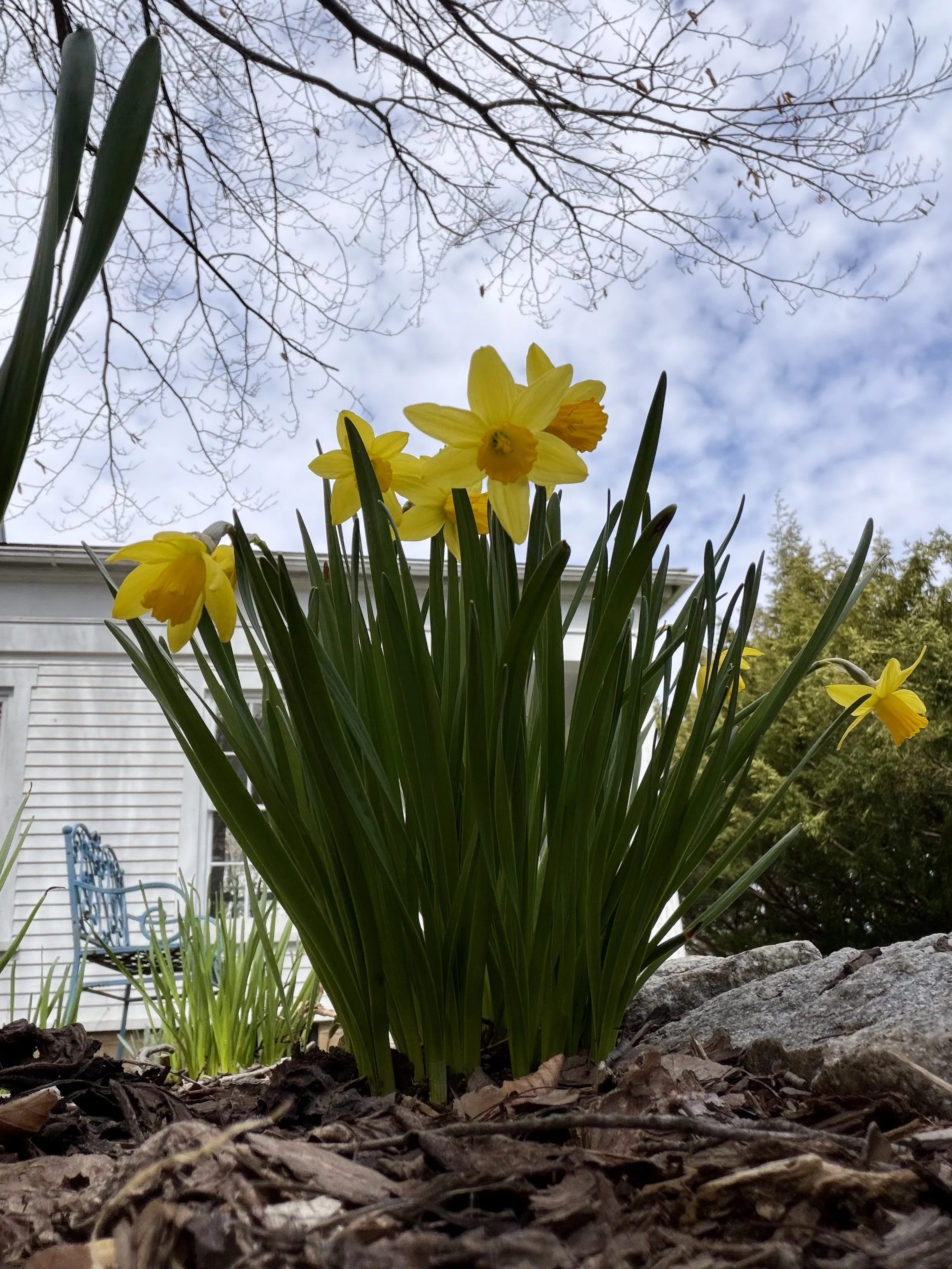 Jetfire daffodils blue cloudy sky 2026.jpg