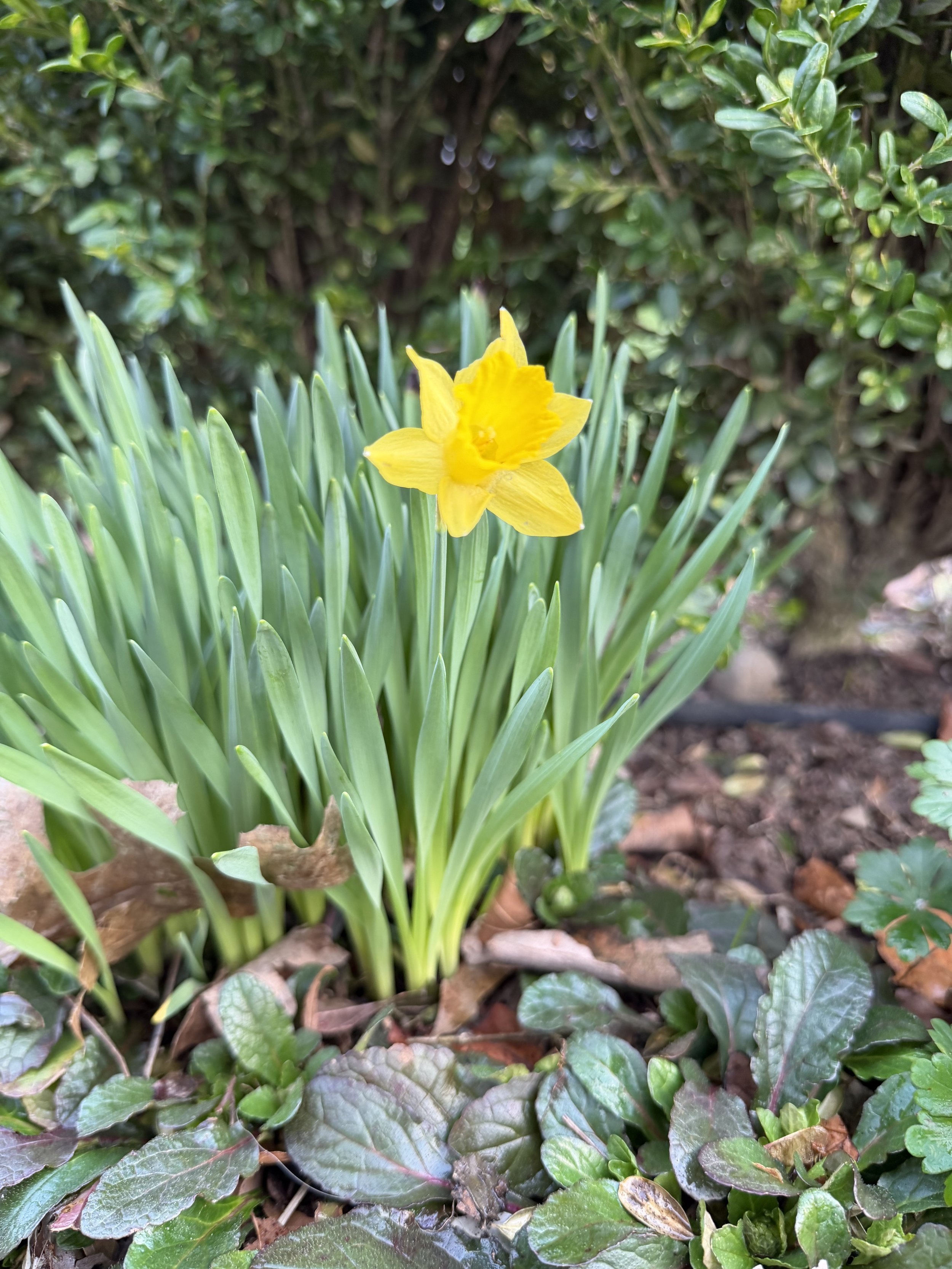 N Minor daffodil 2026.jpg