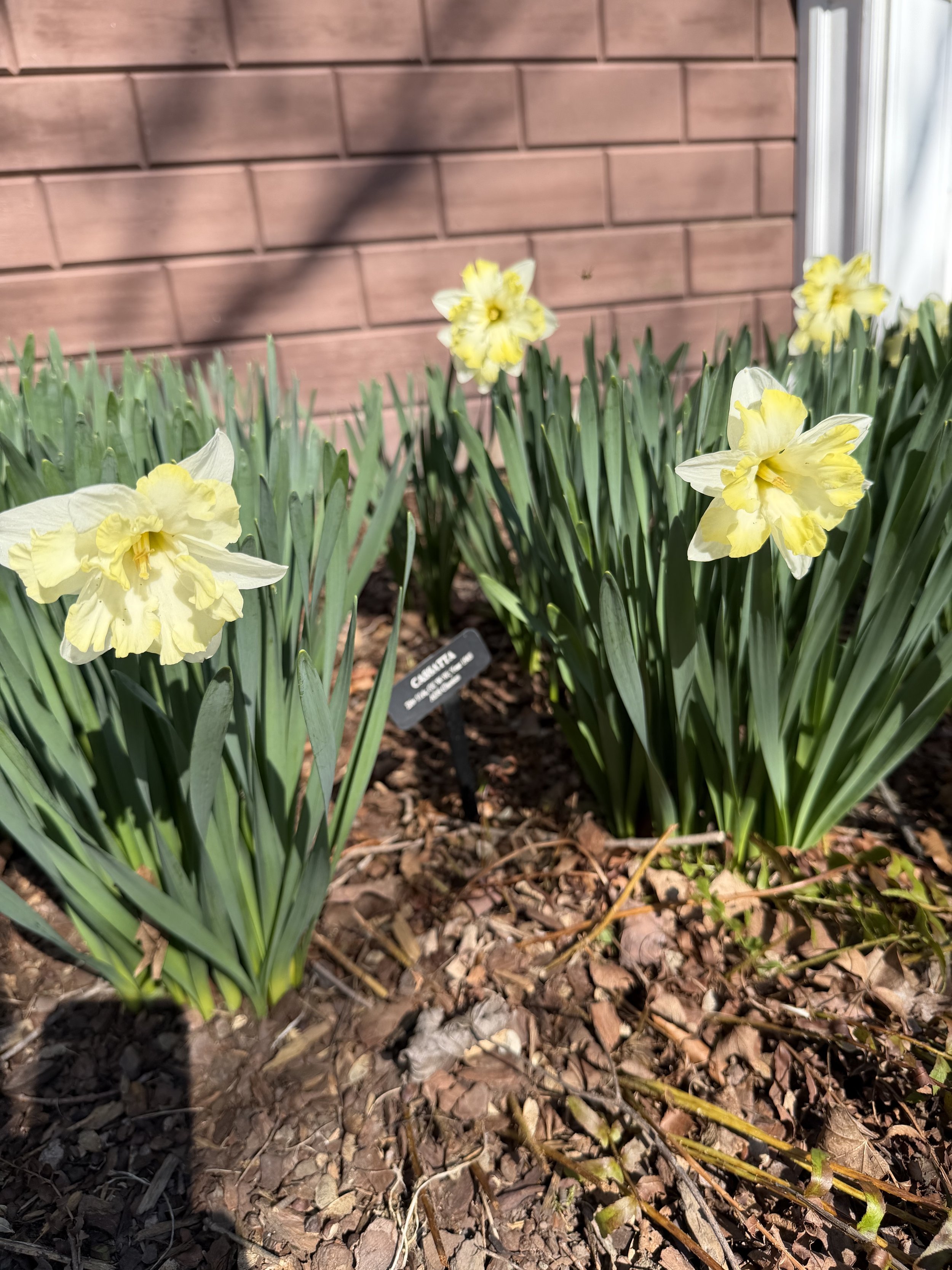 Cassata daffodils with sign 2026.jpg