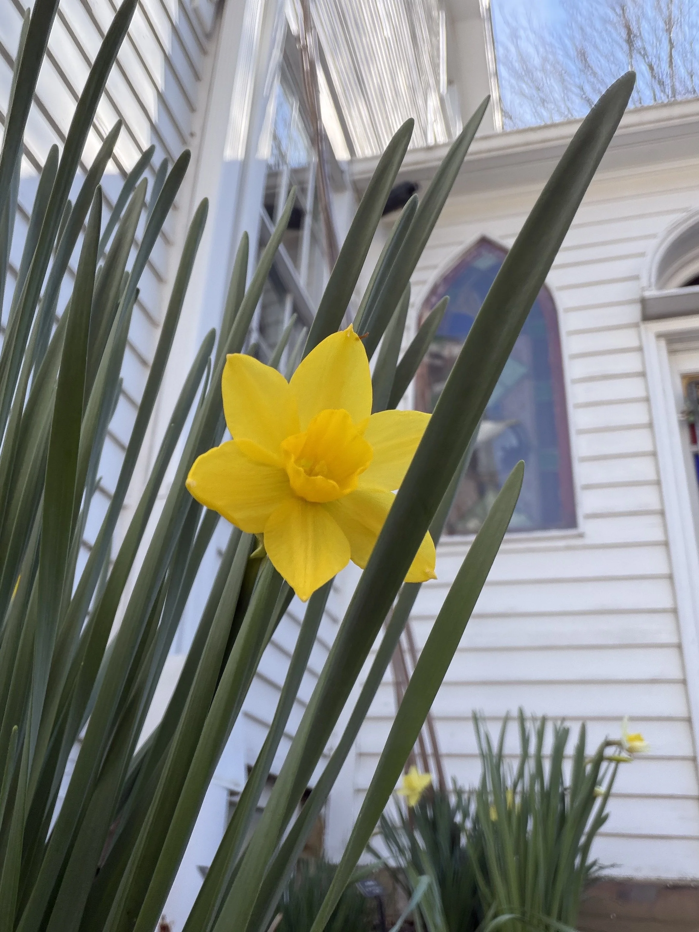 Yellow daffodil lady's garden 2026.jpg