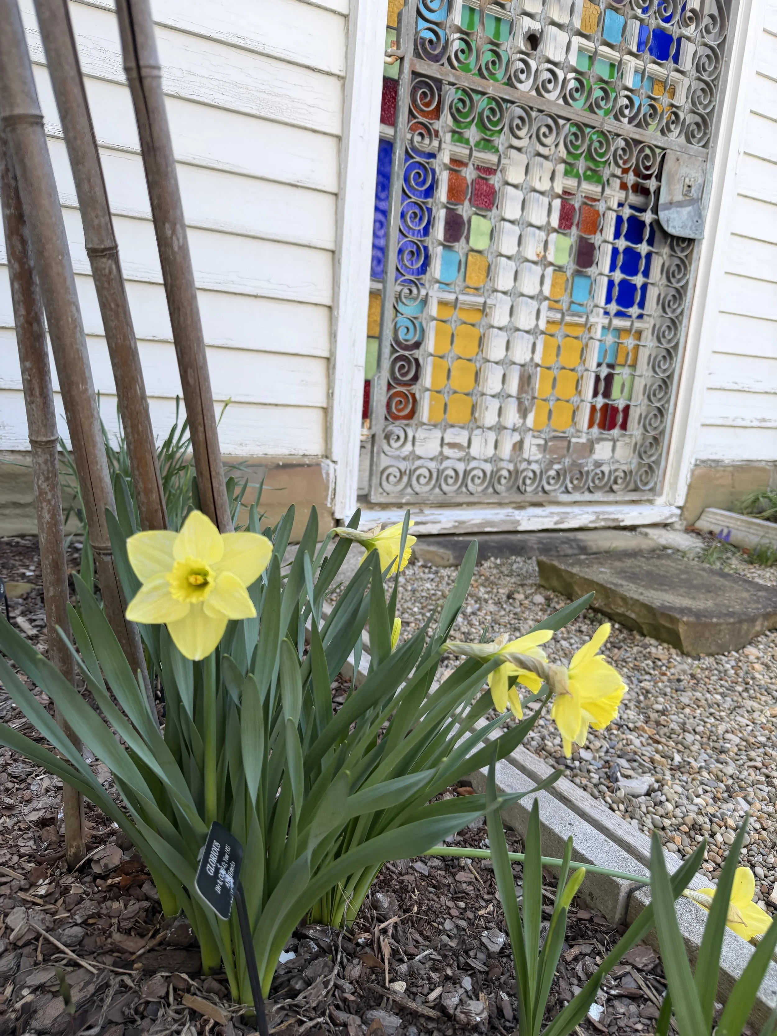 Glorious daffodils lady's garden .jpg