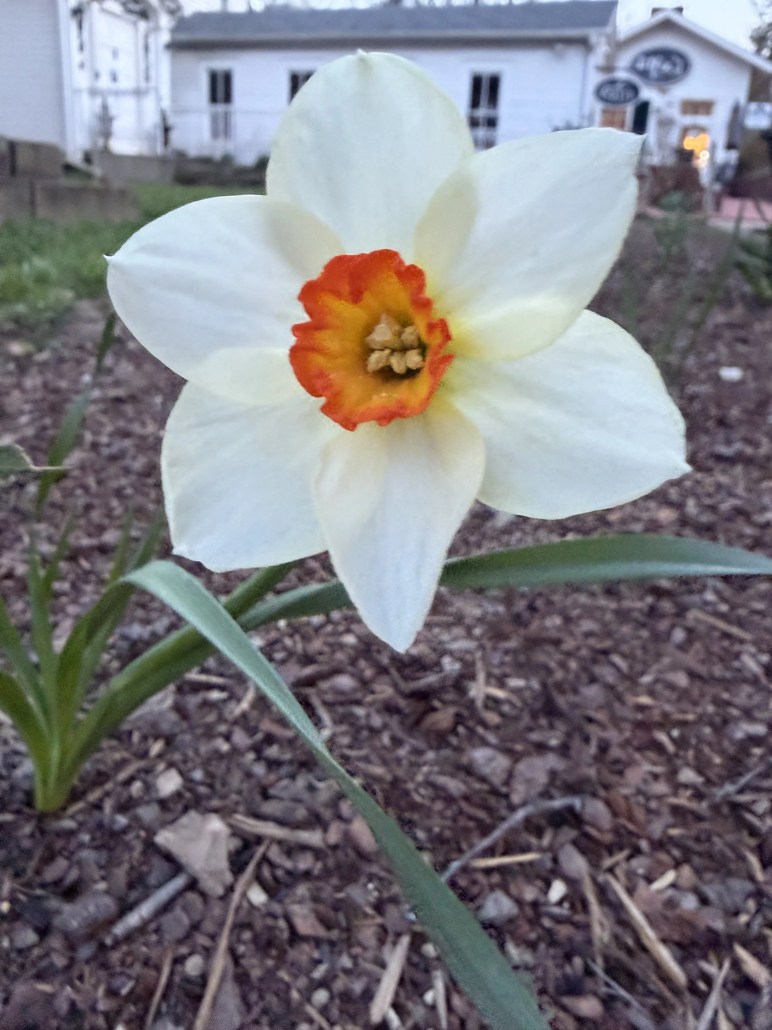 white red orange daffodil west garden bed replanted daffodil 2026.jpg