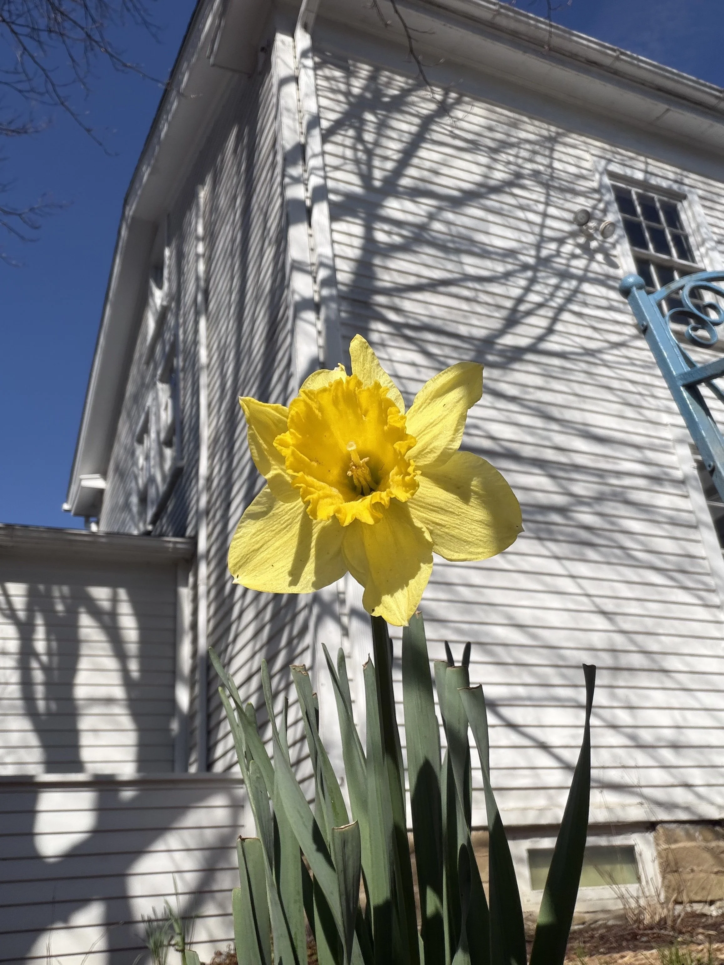 yellow daffodil east side yard near bench 2026.jpg