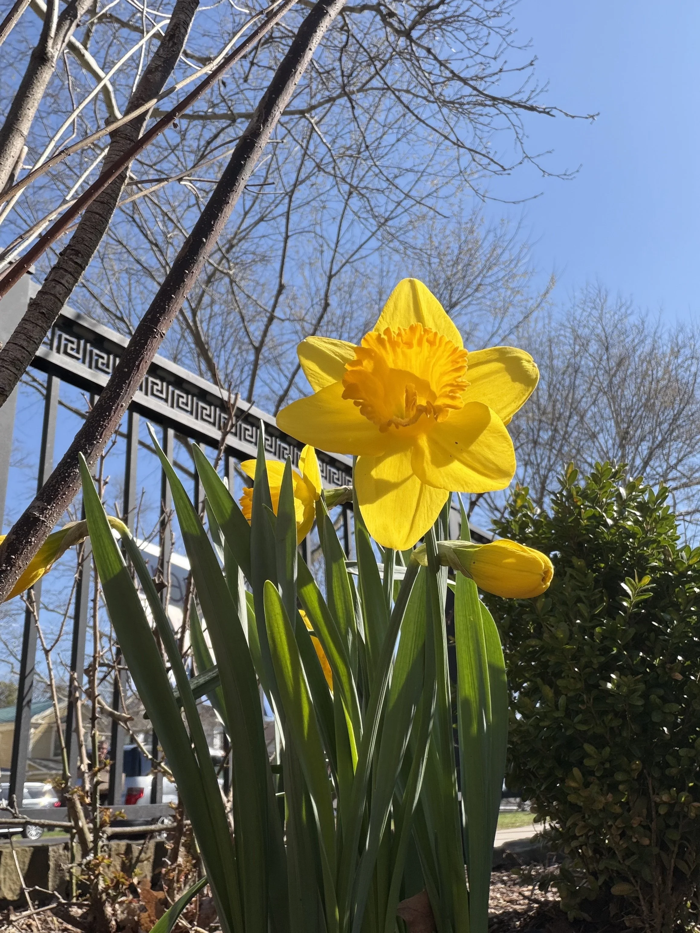 yellow daffodils front garden bed fence 2026.jpg