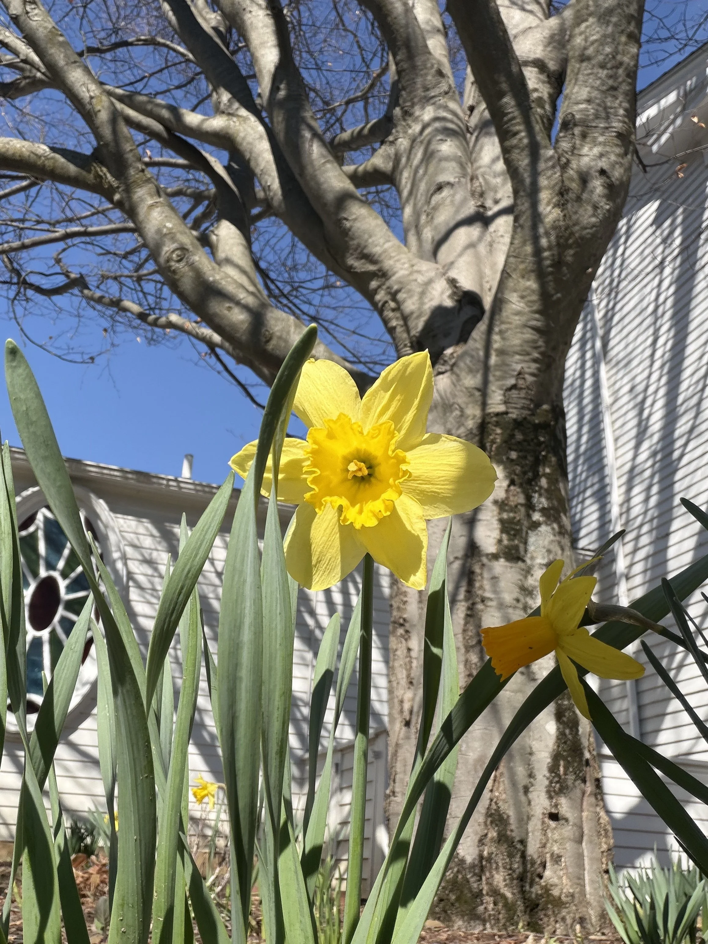 yellow daffodil east side yard 2026.jpg
