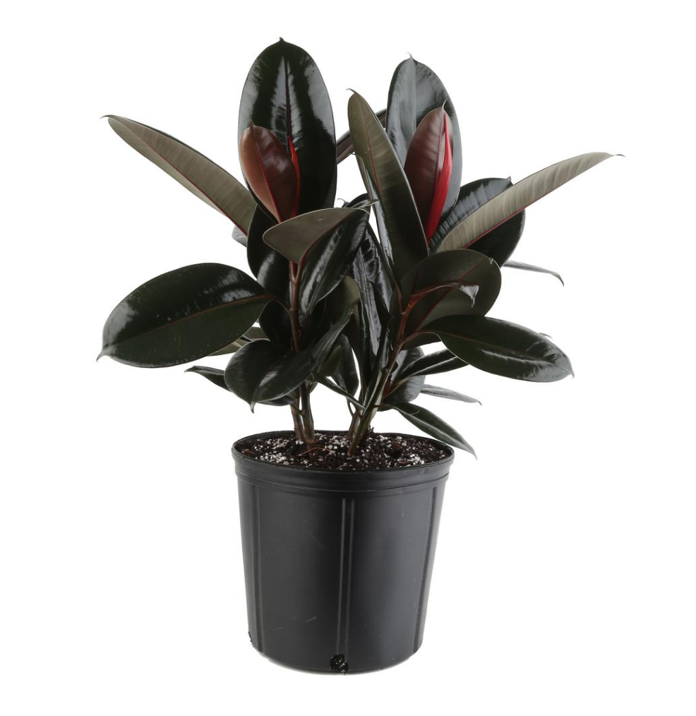 RUBBER TREE (FICUS ELASTICA)