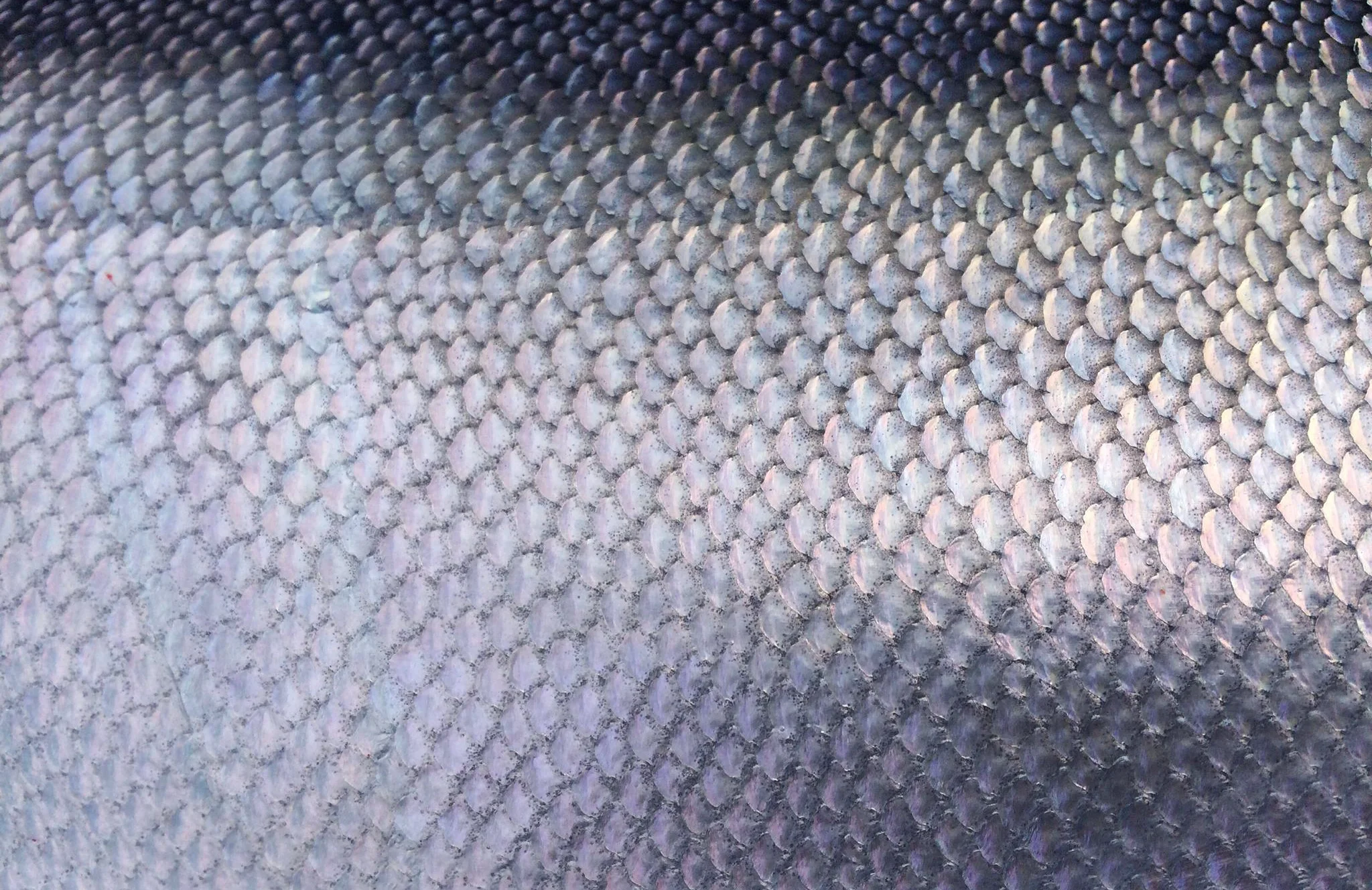 salmon skin.jpg