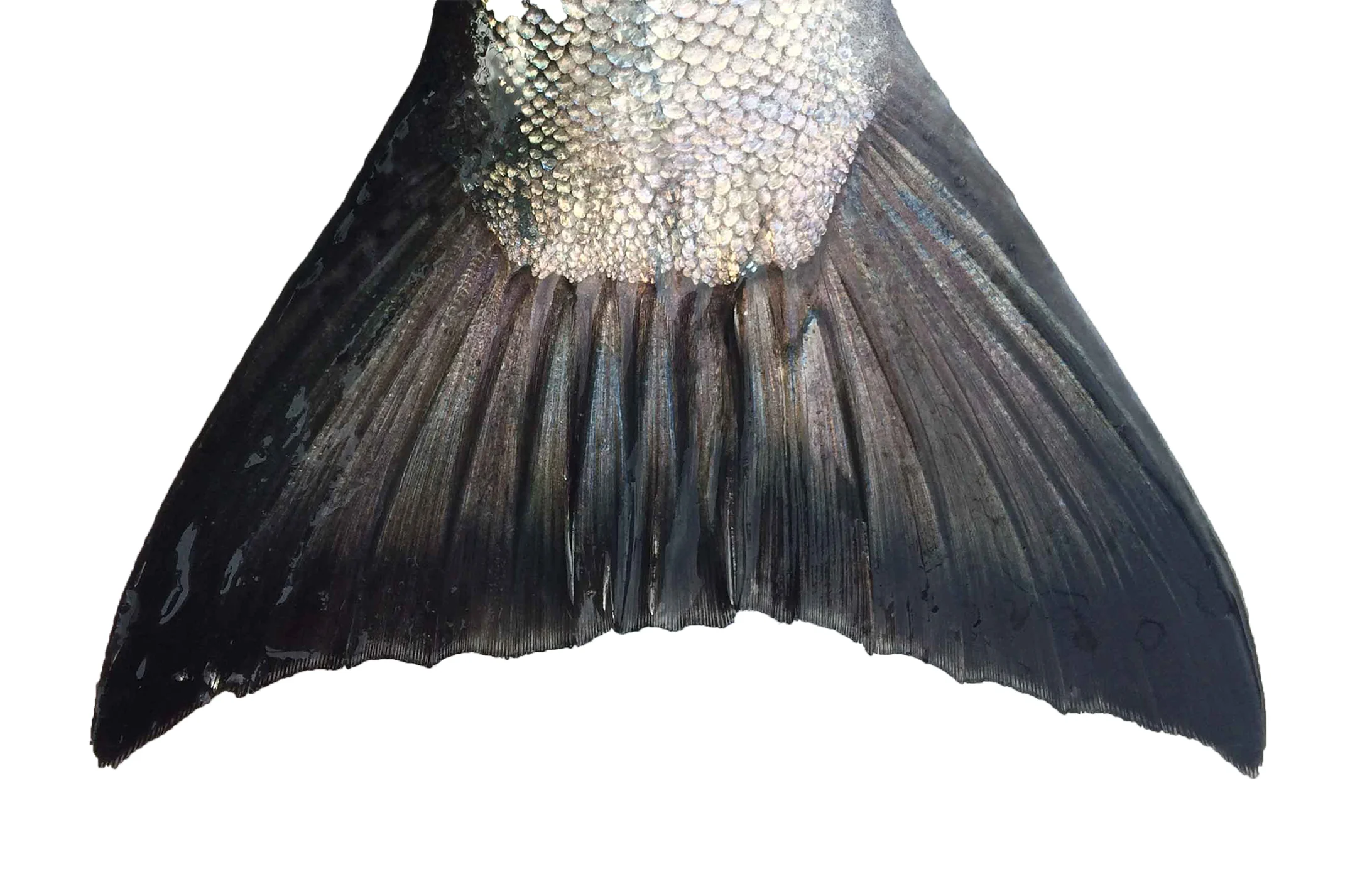 salmon tail greeting card.jpg