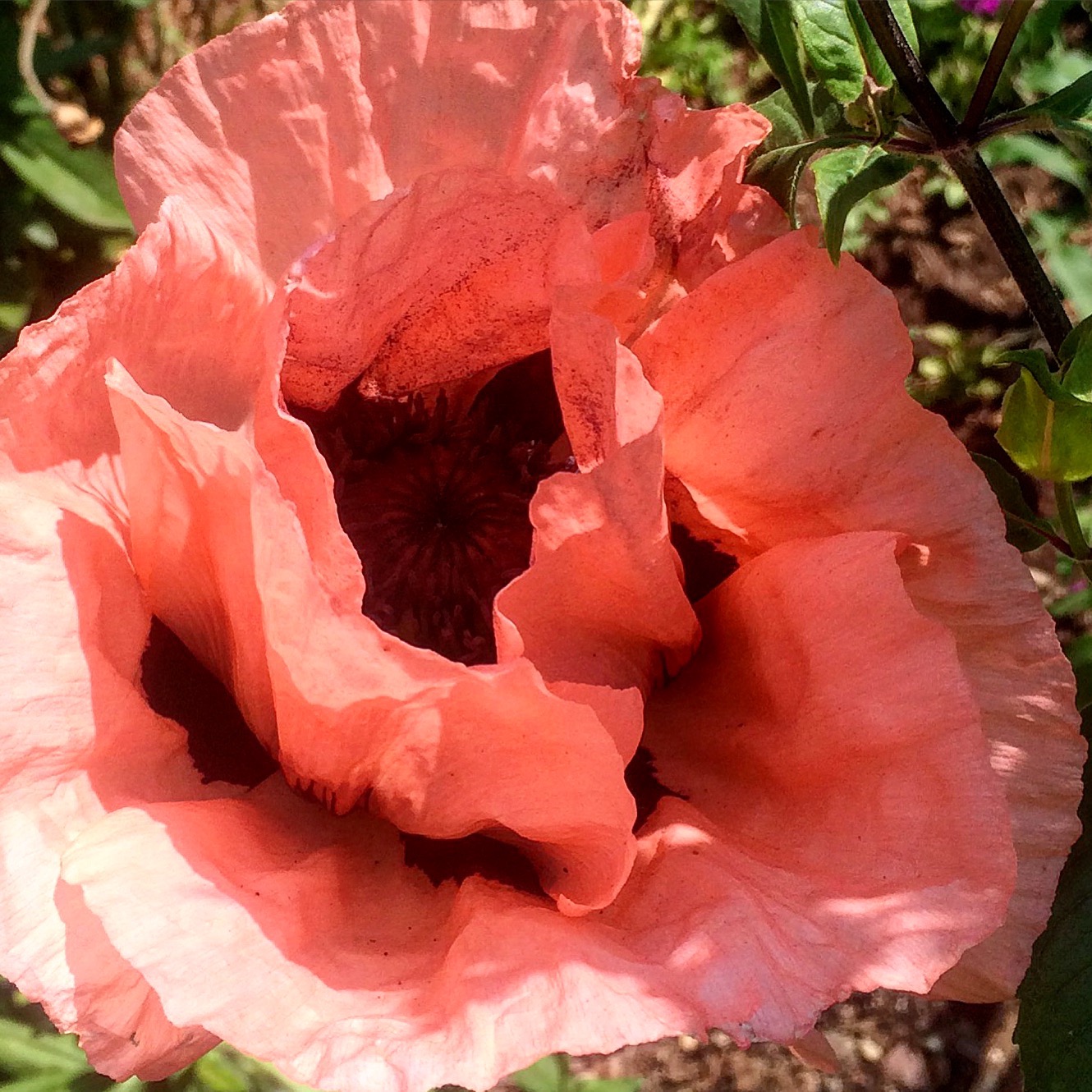 Papaver Orientalis -- The Mojo Garden