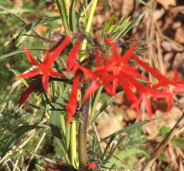 Scarlet Gilia