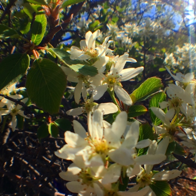 Service Berry Bush