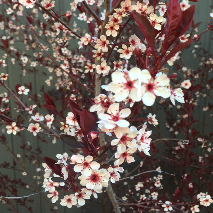 floweringtree_aspen_colorado.jpg