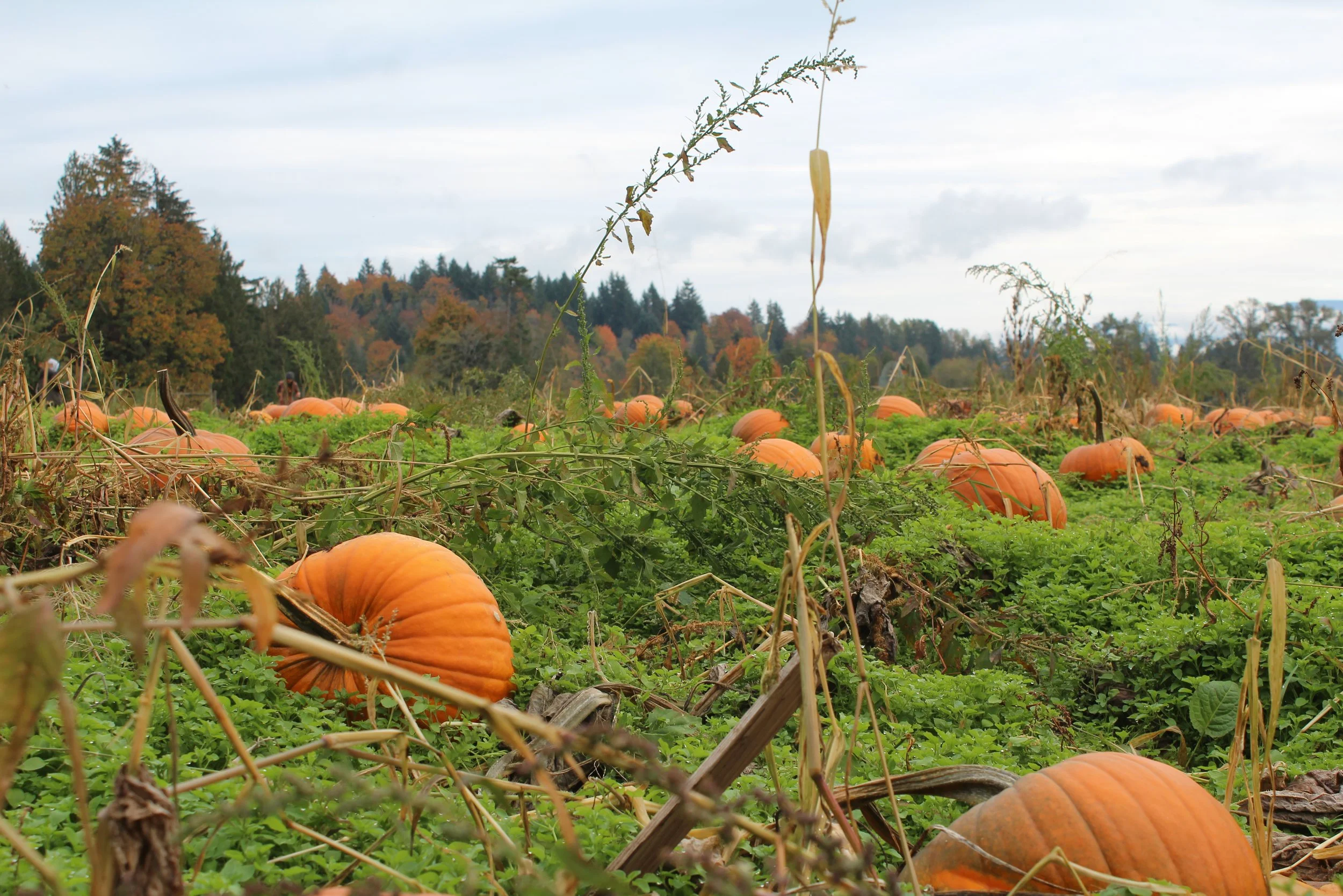 Pumpkin Patch Tours 2025  