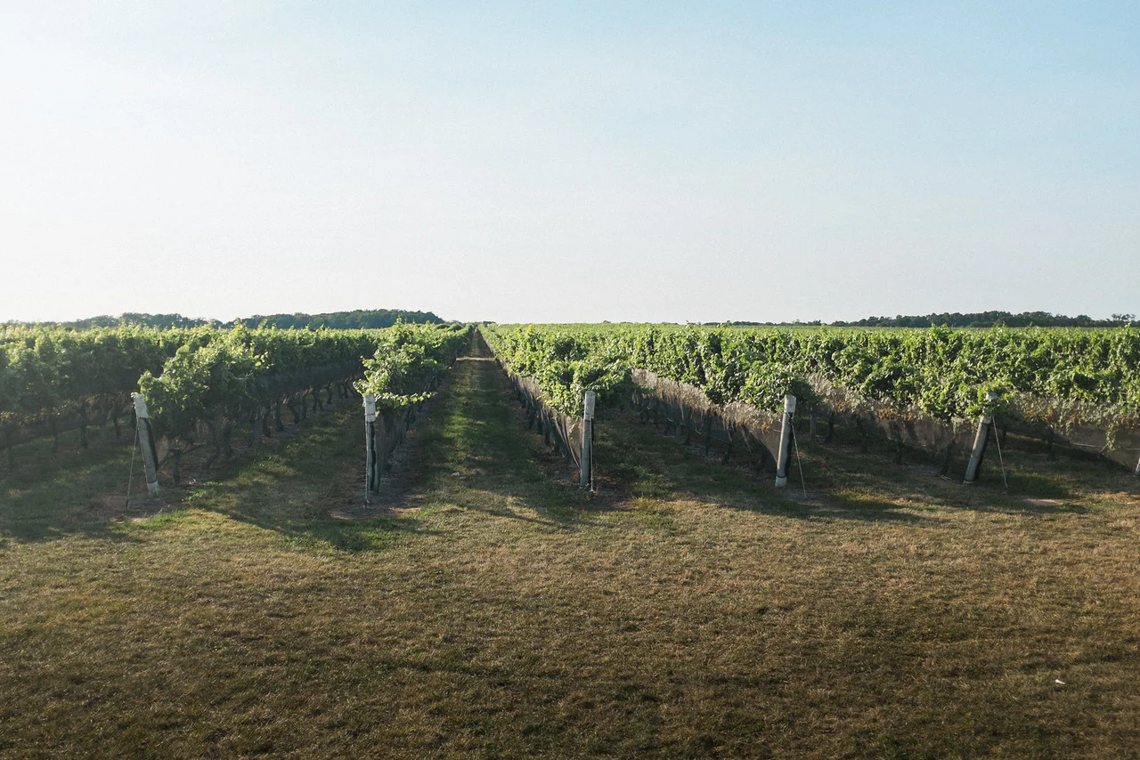 A view of Pindar's vineyard.