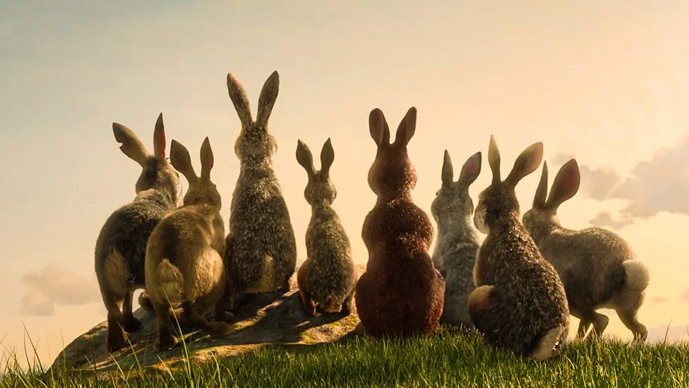watership down 1.jpg