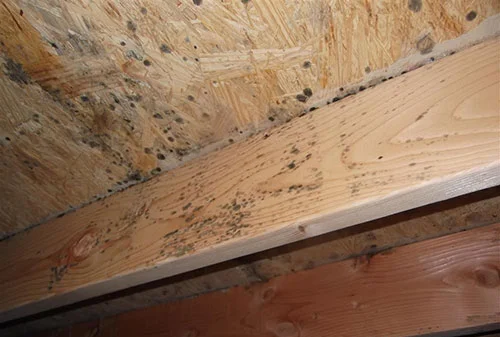 Anti-Microbial Treatment — Crawl Space Services: Insulation, Sealing DrainageMold RemovalRaleigh, Durham, NC