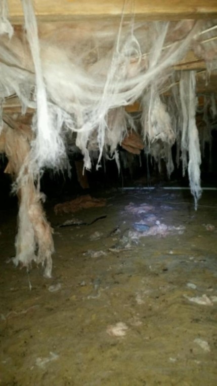 Hanging, deteriorated insulation due to unabated moisture entry in the crawl space
