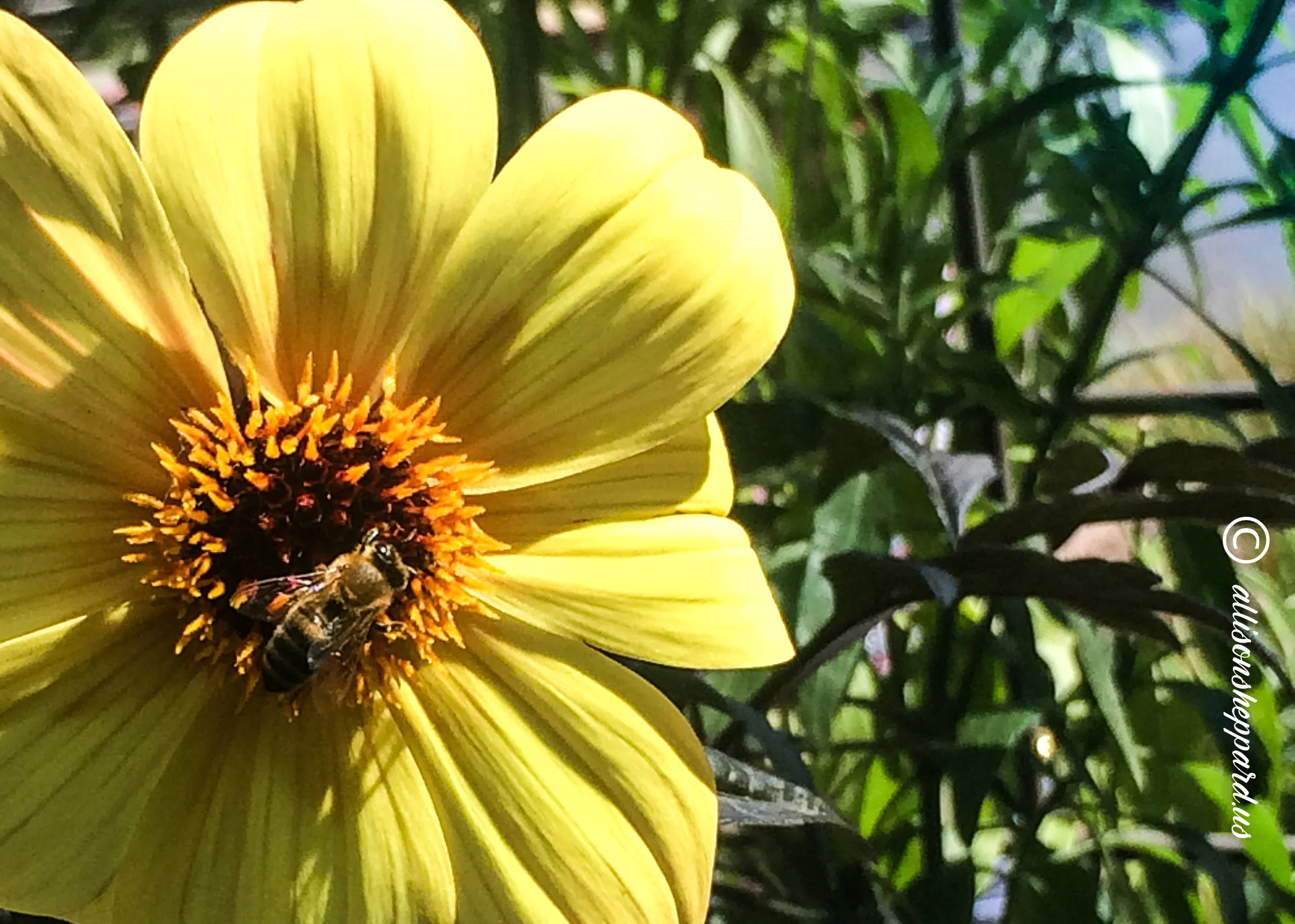 flora-fauna.jpg