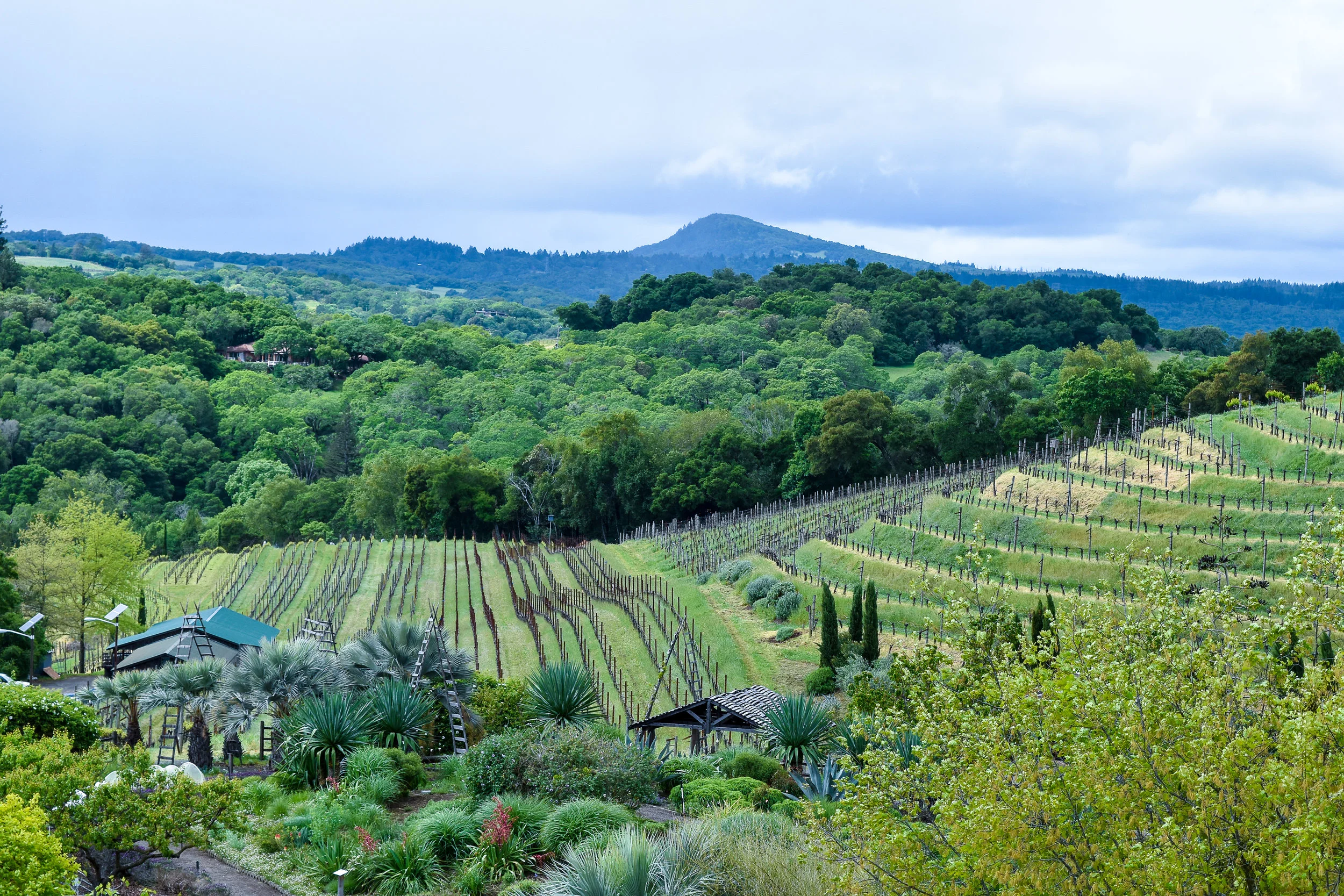 Benziger Family Winery. Summer 2017 (Sonoma, Glen Ellen)