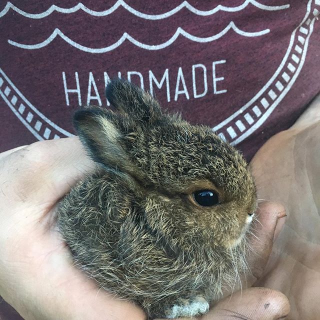 Leila found this guy in a patch of clover and we caught him!
Released into the briars by the cabin a few minutes later. Hopefully he gets bigger and feeds a Wolf this winter. 🤷♂️