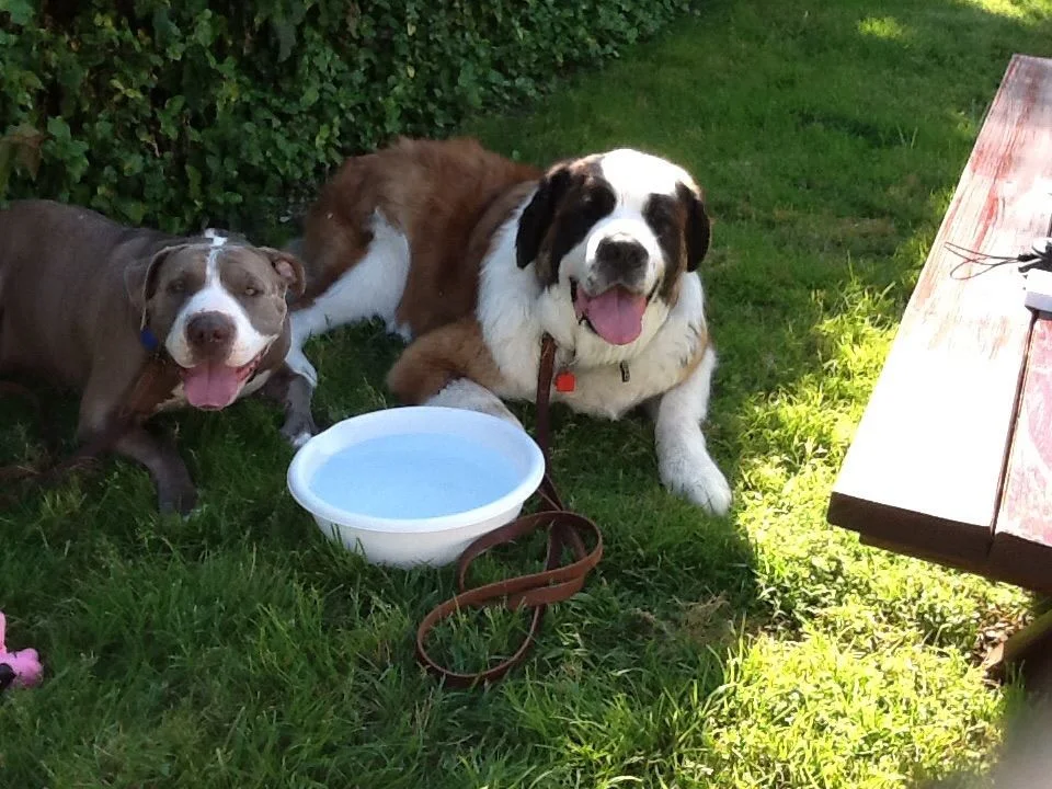 Petunia and Rosie.jpg