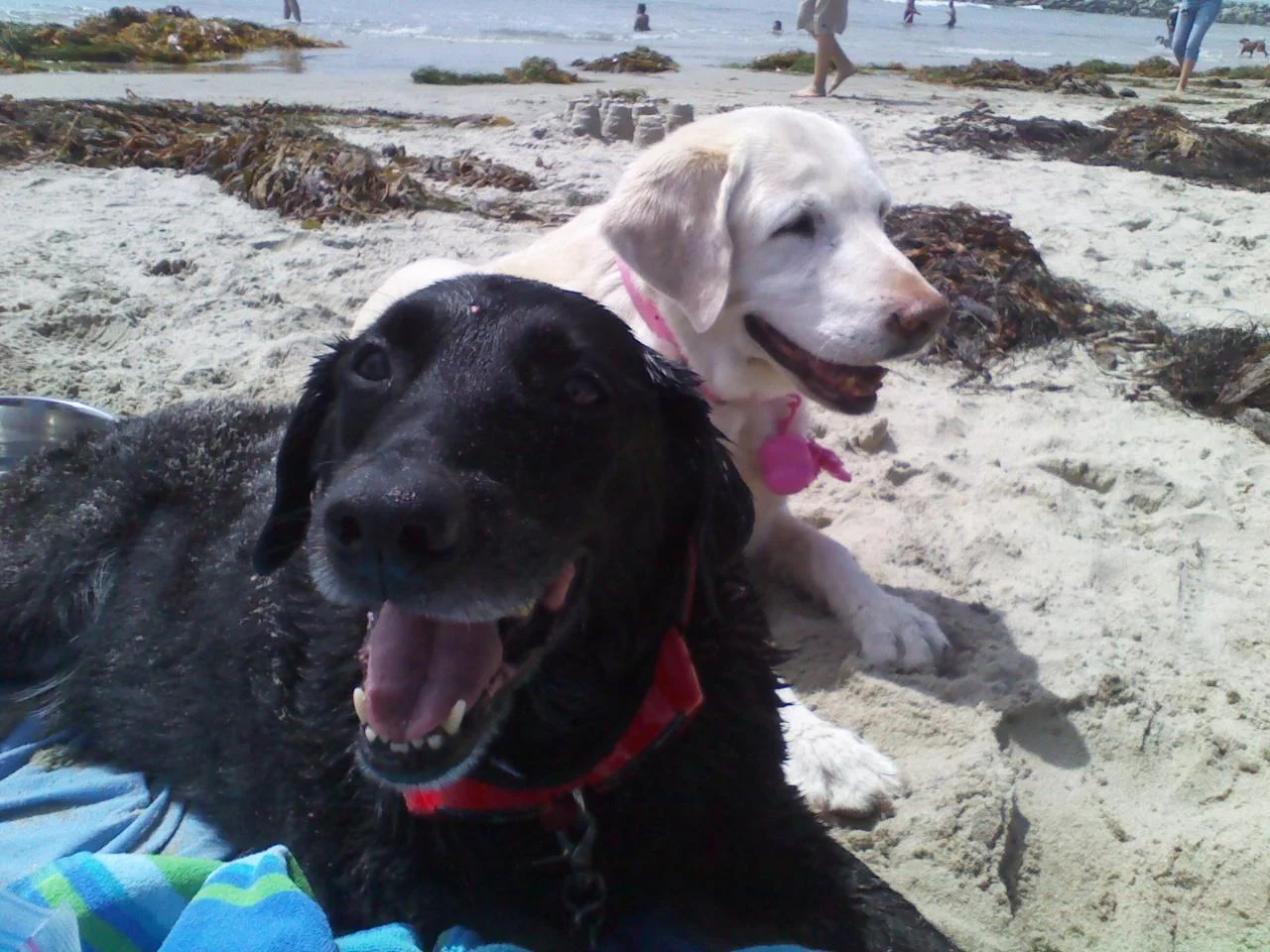 Porkie and Lola.jpg