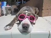 Petunia in doggles.jpg