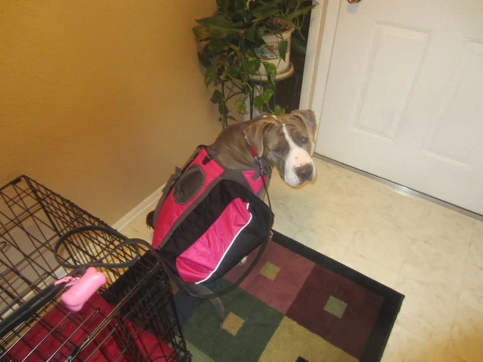 Petunia Backpack.jpg
