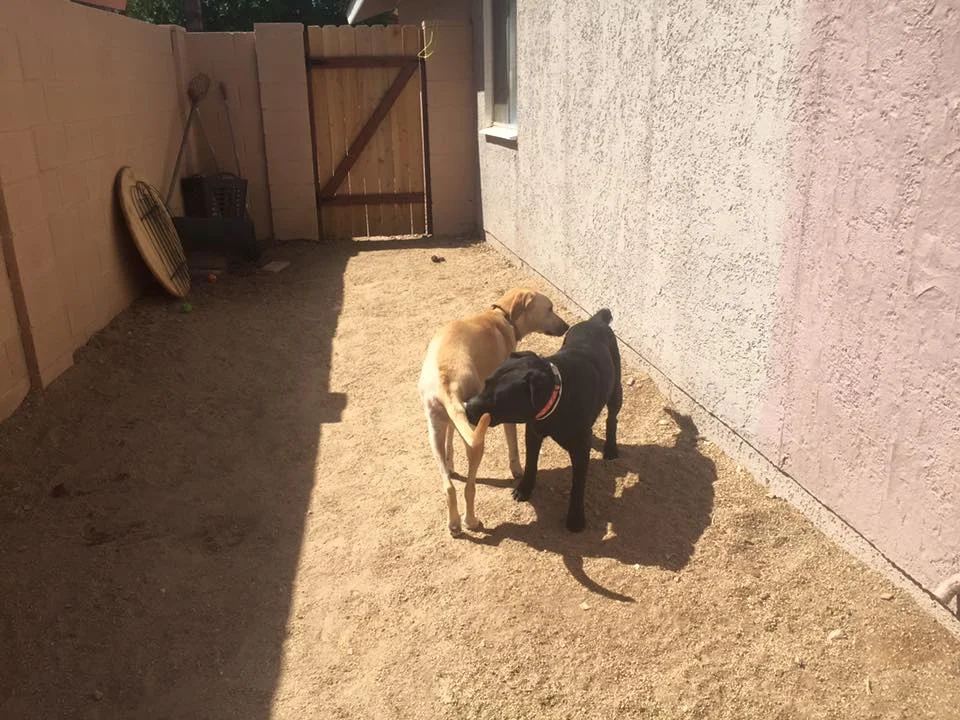 yin yang Skylar and Huntley.jpg