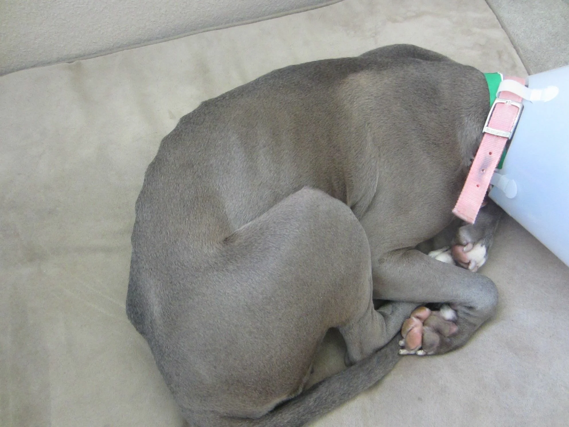 Petunia at rescue 8/15/14